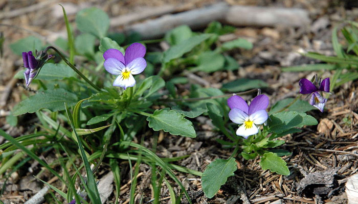 Viola-tricolor