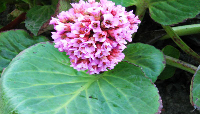 Bergenia crassifolia