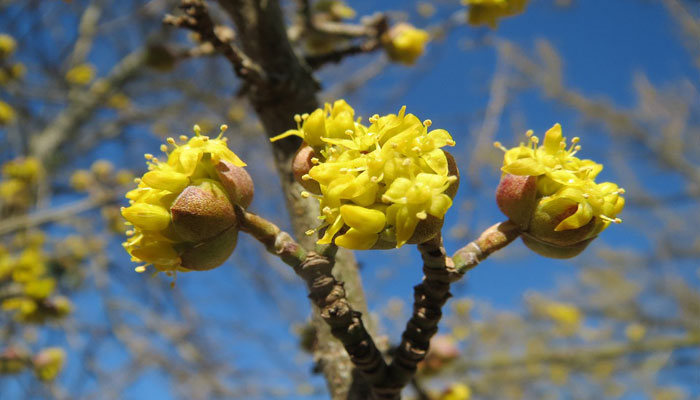 Cornus