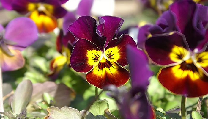 Plantas Que Florecen En Invierno | 12
Flores De Invierno Muy Hermosas