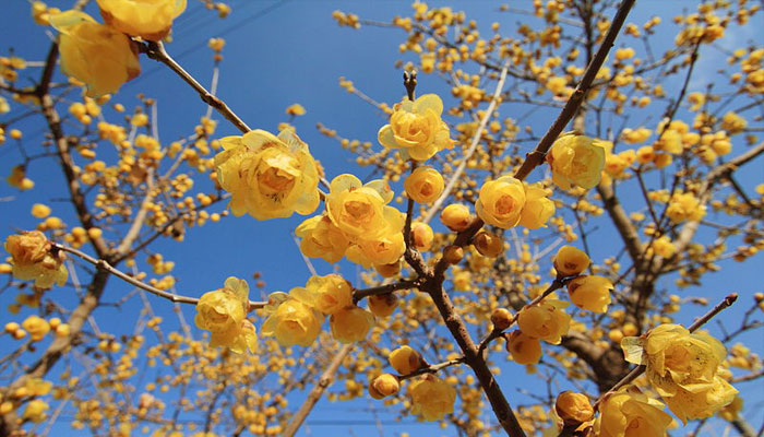 arbusto que florece en invierno