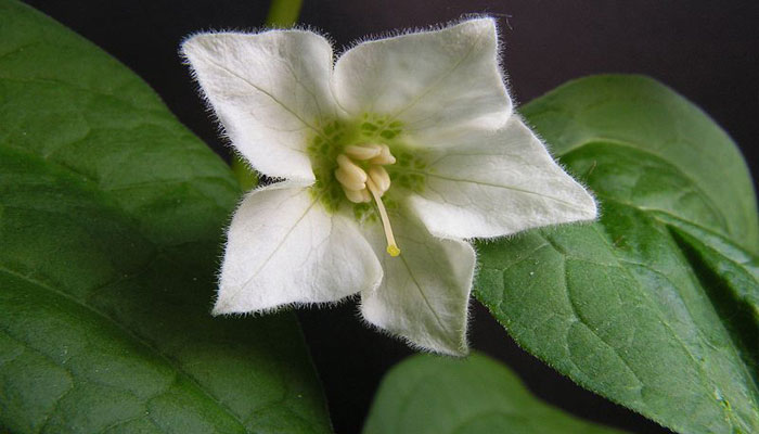 Plantas que florecen en invierno