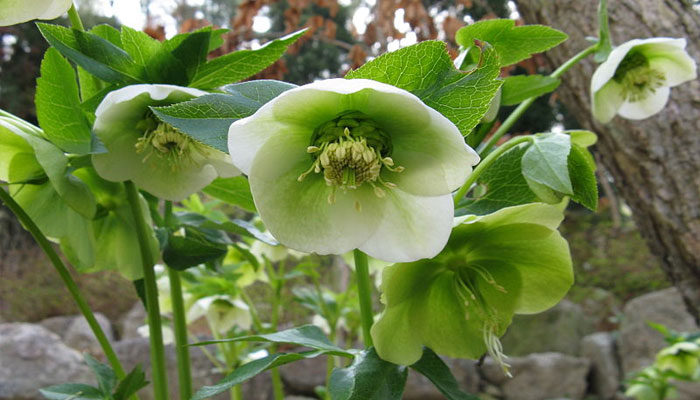 Rosa cuaresmal o rosa de Navidad 