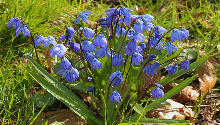 Flores de invierno