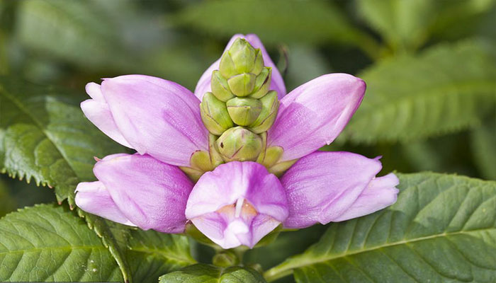 Planta Turtlehead o Cabeza de tortuga