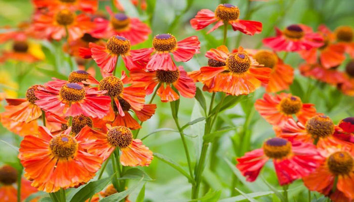 Sneezeweed