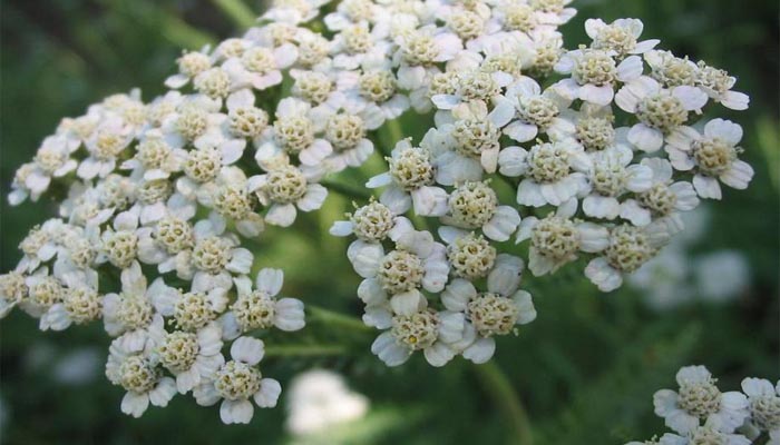 Achillea millefolium corimbo flor de verano