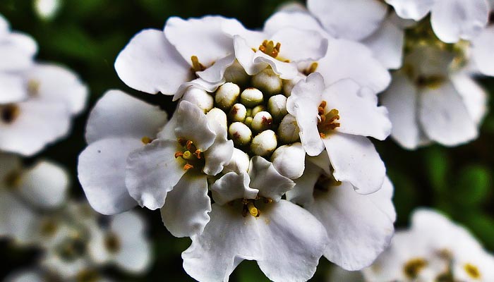 Candytuft planta que florea todo el verano