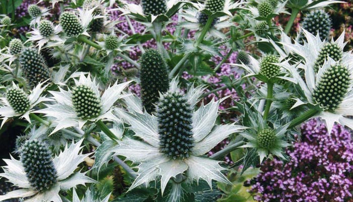 Eryngium giganteum de verano