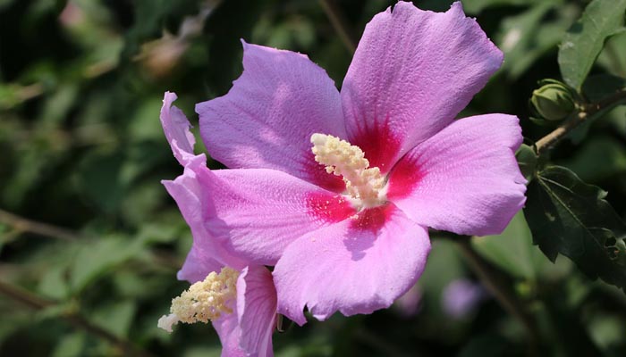 planta con flores para verano