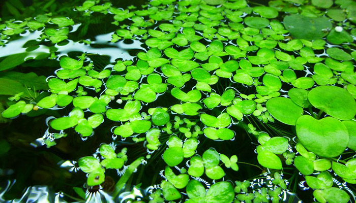 plantas que flotan en el agua