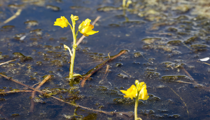 Bladderwort flotante