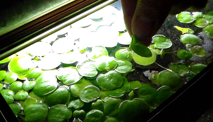 plantas que flotan en el agua