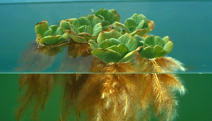 plantas que flotan en el agua