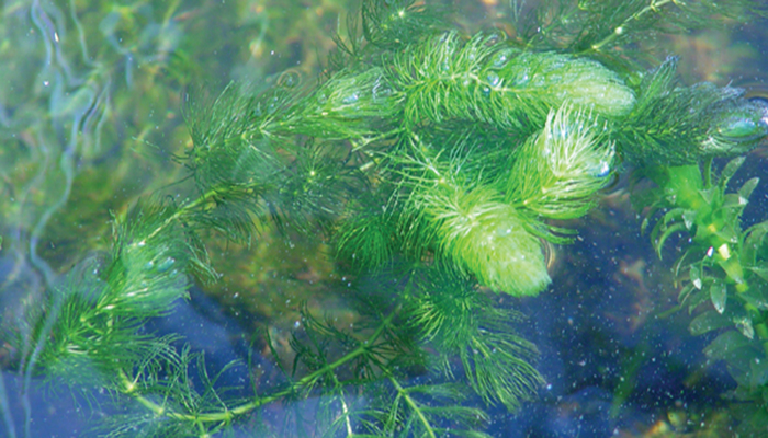 Hornwort