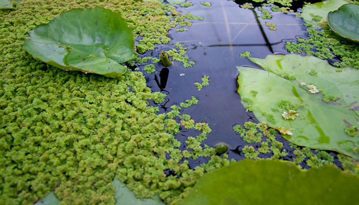 Azolla