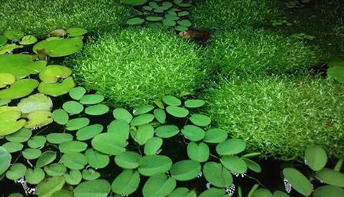 plantas que flotan en el agua