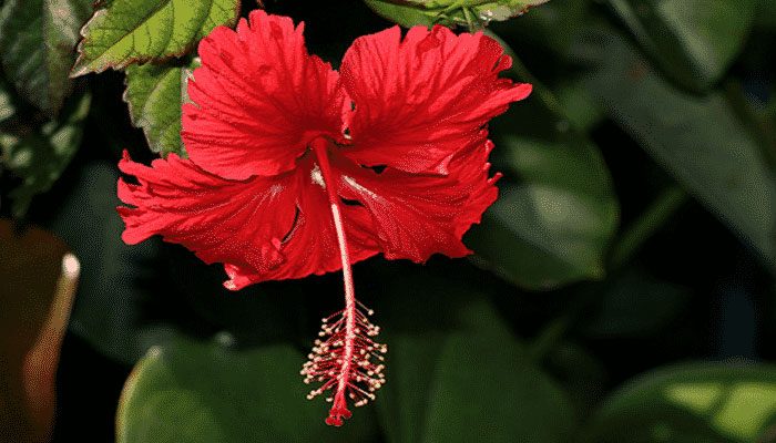 Plantas que fortalecen el sistema inmunológico