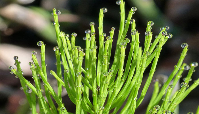 Planta para hacer crecer el cabello