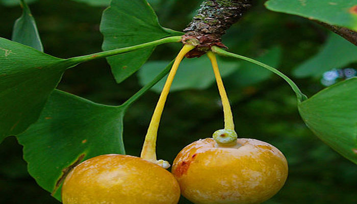 Planta para el cabello