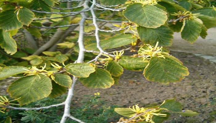 Planta para el crecimiento del cabello