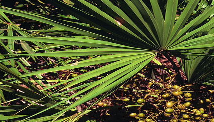 Planta que sirve para hacer crecer el cabello