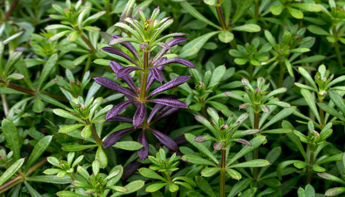 Planta para el cabello