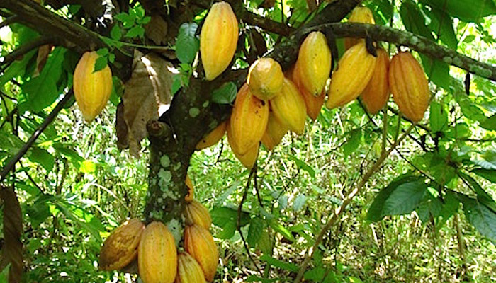 Theobroma cacao