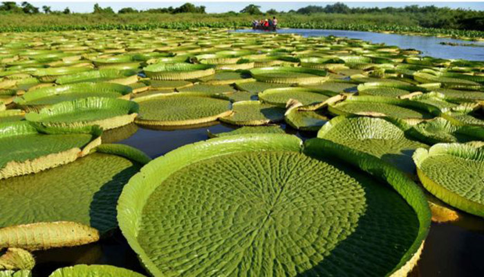 Lirios de agua gigantes de bosque