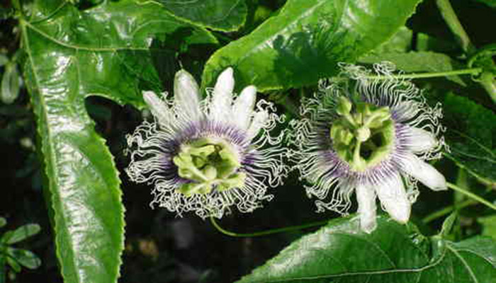 Passiflora