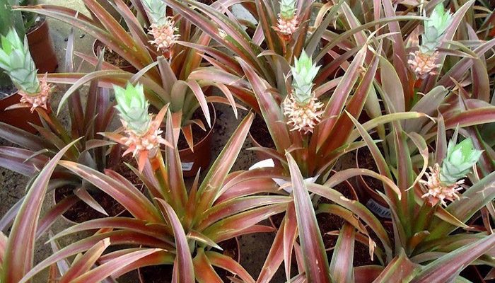 Bromeliaceae