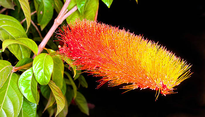 Combretum rotundifolium