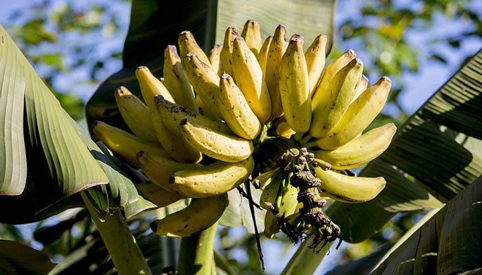 Árbol de platano