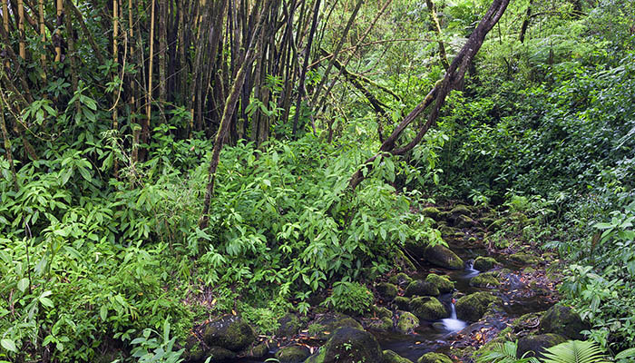 plantas que hay en el bosque