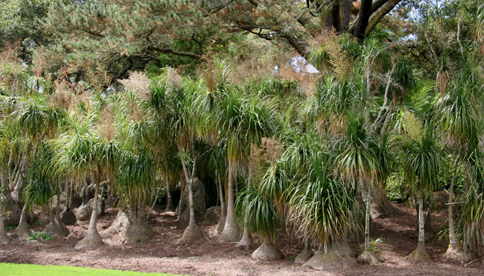 Beaucarnea recurvata