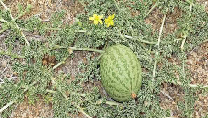 Melón salvaje