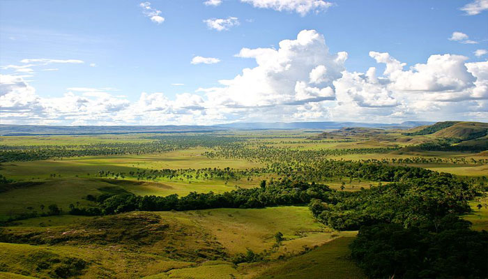 Plantas que hay en la sabana