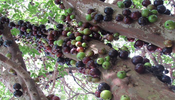 Jabuticaba