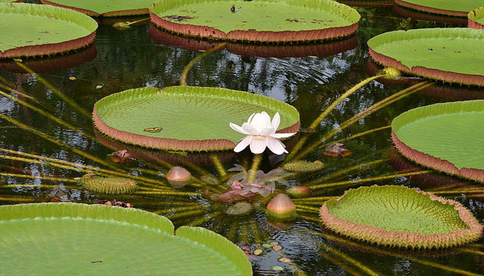 Victoria Amazonica