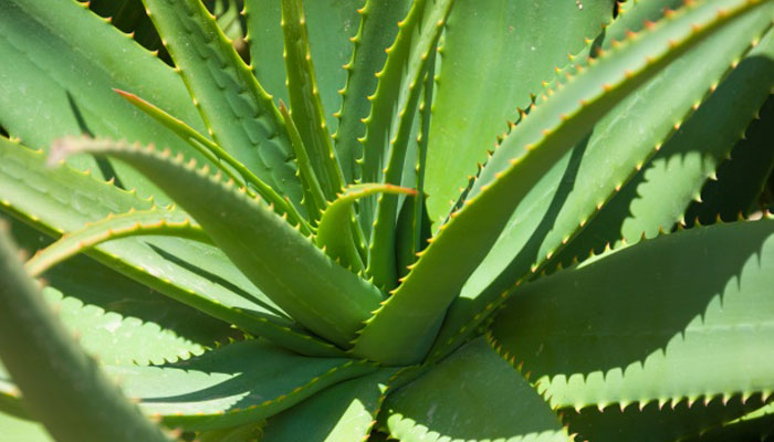 Roseta de aloe con hojas carnosas y dientes en el borde