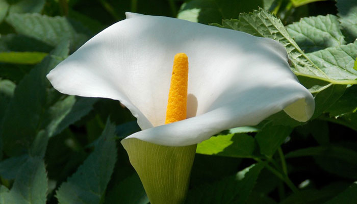 Flor blanca de cala con espádice amarillo