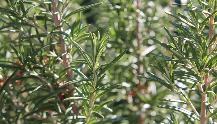 Ramas de romero con hojas estrechas de envés blanquecino