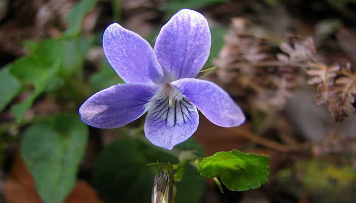 Flor violeta de cinco pétalos con venas oscuras en el centro