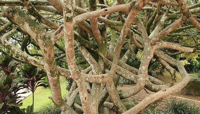 Plantas que ayudan a hidratar la piel