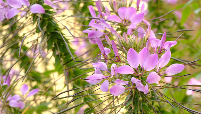 Plantas que humectan la piel