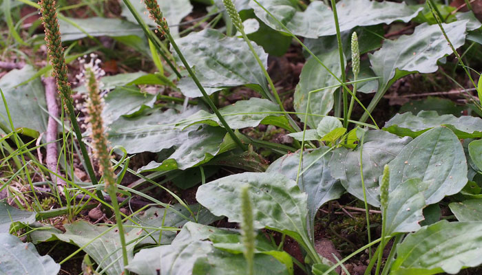 Plantas para a piel reseca