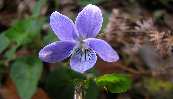 Violeta