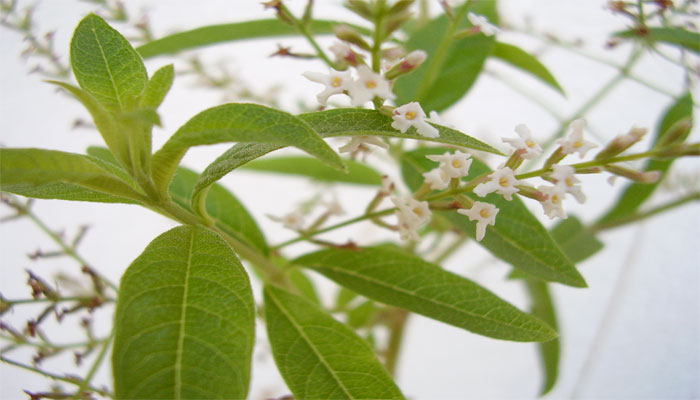 Verbena de limón