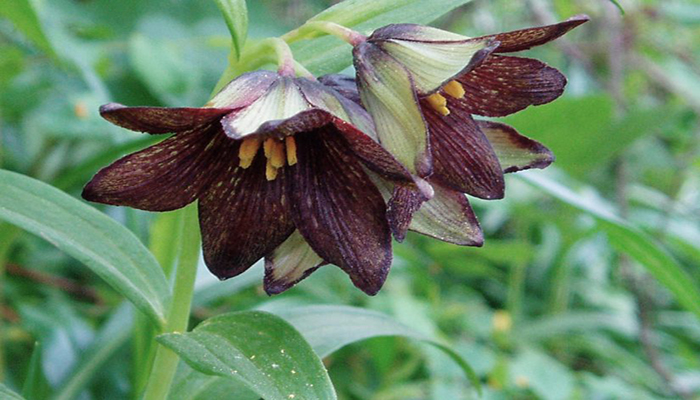 Lirio de Kamchatka (Fritillaria camschatcensis)