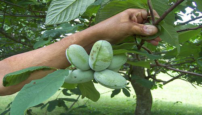 La papaya (Asimina tribola)